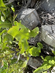 Microsorum pustulatum pustulatum