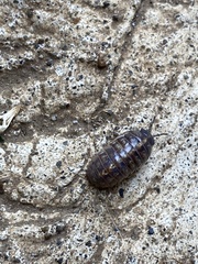 Armadillidium