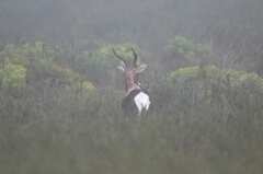 Damaliscus pygargus pygargus