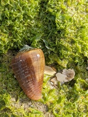 Conus aplustre