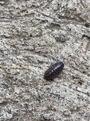 Armadillidium