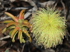 Eucalyptus lehmannii lehmannii