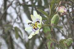 Passiflora caerulea