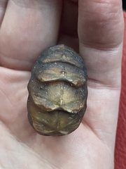 Cryptoconchus porosus