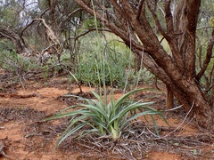 Dianella porracea