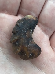 Cryptoconchus porosus