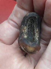 Cryptoconchus porosus