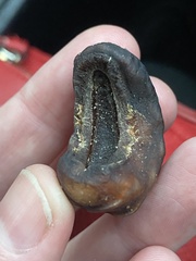 Cryptoconchus porosus