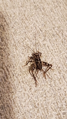 Gryllomorpha