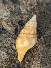 Nodopelagia brazieri