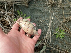 Alcithoe arabica