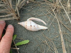 Alcithoe arabica
