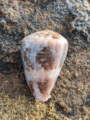 Conus papilliferus