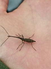 Lasiorhynchus barbicornis