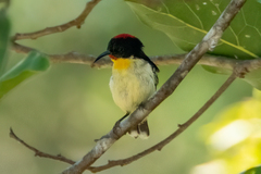Myzomela jugularis