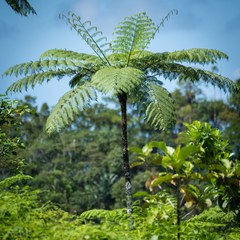 Cyathea