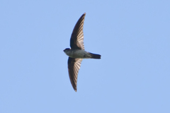 Aerodramus spodiopygius