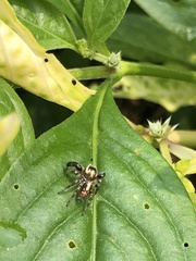 Thyene imperialis