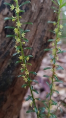 Phyllanthus hirtellus