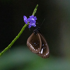 Euploea lewinii