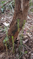 Phyllanthus hirtellus