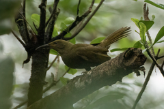 Gymnomyza brunneirostris