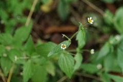 Galinsoga quadriradiata