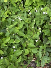 Asystasia intrusa