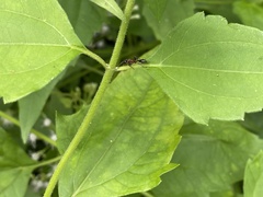 Tetraponera rufonigra