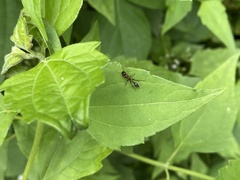 Tetraponera rufonigra