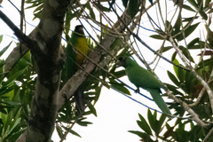 Prosopeia personata