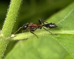 Tetraponera rufonigra