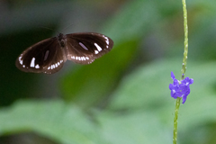 Euploea lewinii