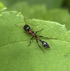 Tetraponera rufonigra