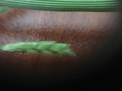Glyceria notata