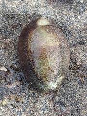 Monetaria caputserpentis