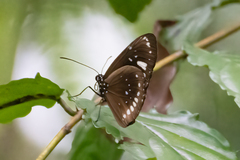 Euploea lewinii