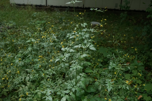 Image of Bidens biternata by no rights reserved