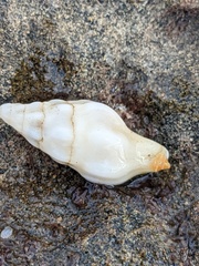 Nodopelagia brazieri