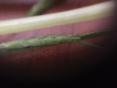 Glyceria notata