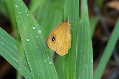 Lepidoptera