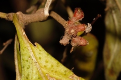 Psychotria punctata image