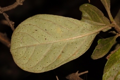 Psychotria punctata image