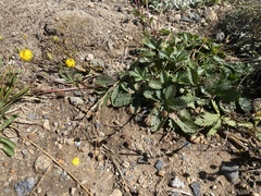 Potentilla gracilis