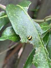 Illeis galbula
