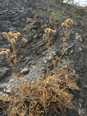 Centaurea salonitana