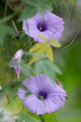 Ipomoea cairica