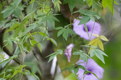 Ipomoea cairica