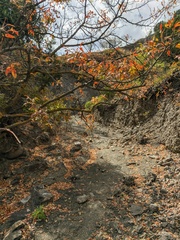 Pistacia atlantica mutica