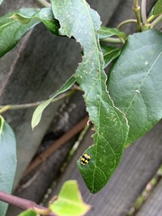 Illeis galbula